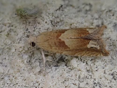Réf. 306 414 : Eucosma conterminana